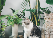 Pokojové rostliny bezpečné pro kočky a psy