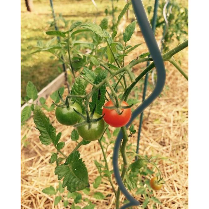 Spirálová tyč na rajčata