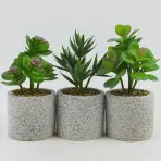 Sukulent 24cm mix 96057