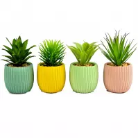 Sukulent 18cm mix 95873