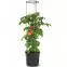 Květináč na pěstování rajčat TOMATO GROWER,3