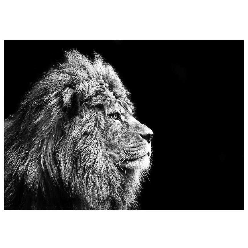 Obraz Glasspik Animals 70x100 GL104 Lion