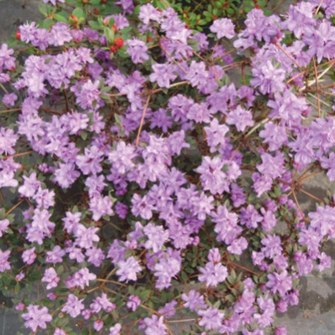 Rhododendron hybridum (12 kultivarů)