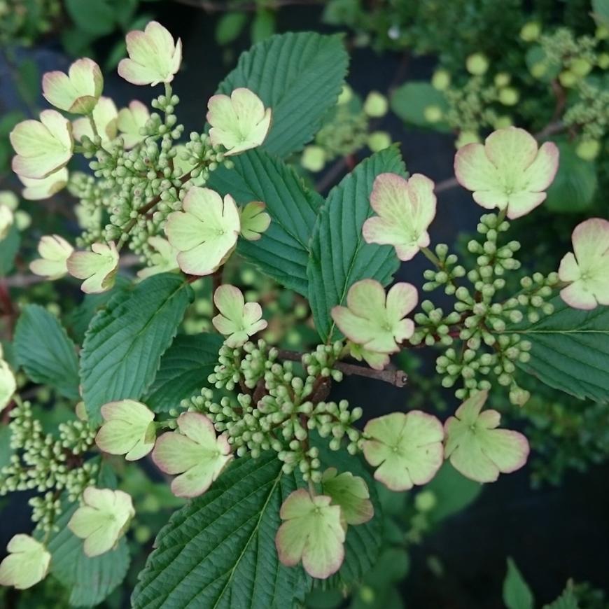 Viburnum plicatum cascade, kilimanjaro, kilimanjaro sunrise c2l / BAUMAX