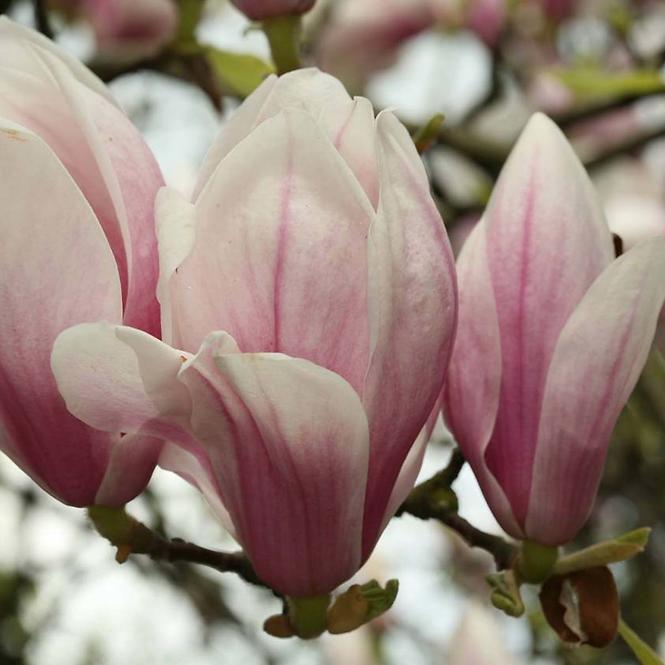 Magnolia ×soulangeana