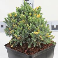 Juniperus Squamata Floriant C2l