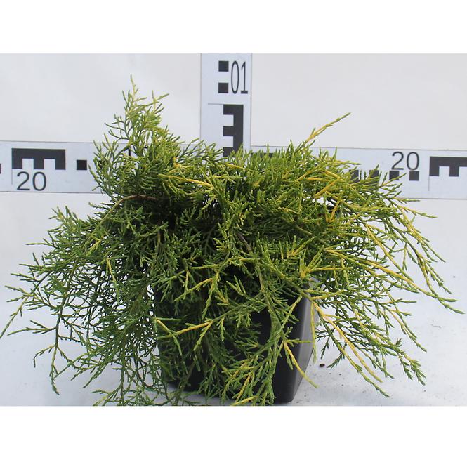 Juniperus Pfitzeriana (X) Old Gold