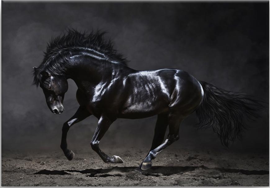 Obraz Na Plátně Canvas 85x113X2,8 Black Horse