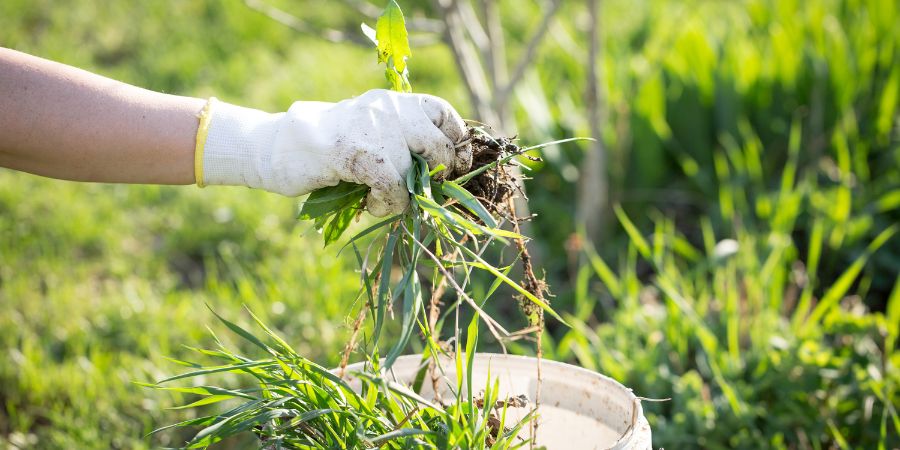 Ekologické odplevelování – domácí prostředky pro udržení pořádku na zahradě