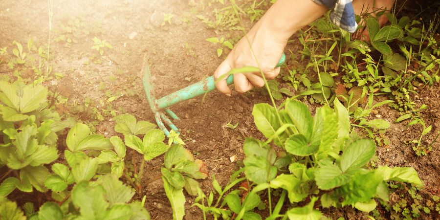 Ekologické herbicidy – domácí prostředky na hubení plevele