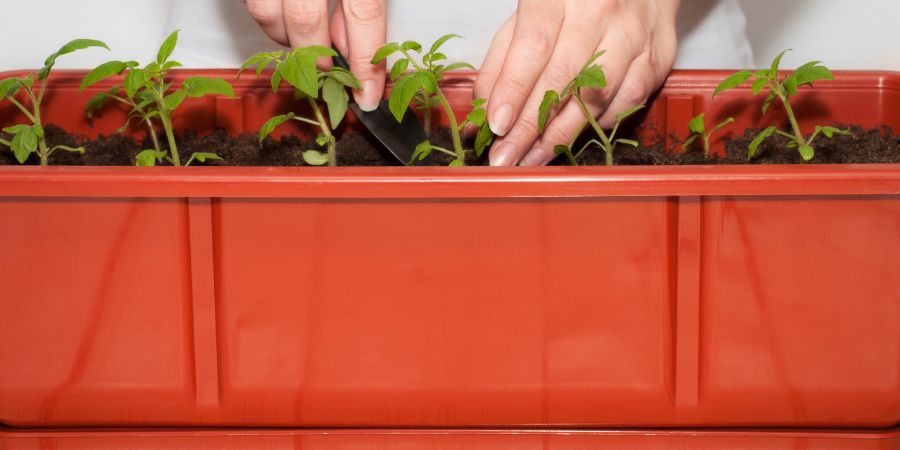 Tajemství úspěšného pěstování a péče o rajčata v květináčích. Co stojí za to vědět?