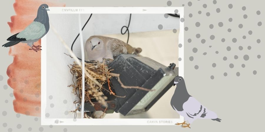 holuby na balkoně - problém s holuby